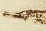 Fossil Pipefish (Hipposyngnathus) - California #275015-2